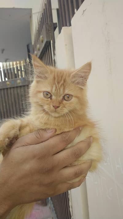 Golden Brown Persian Cat Kitten for Sale