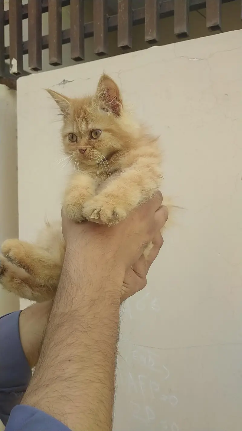 Golden Brown Persian Cat Kitten for Sale — photo 2