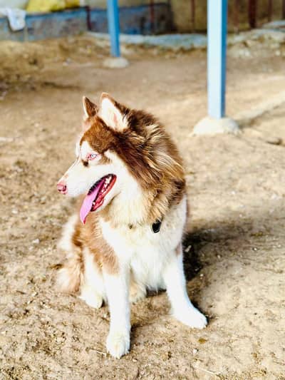 husky Male