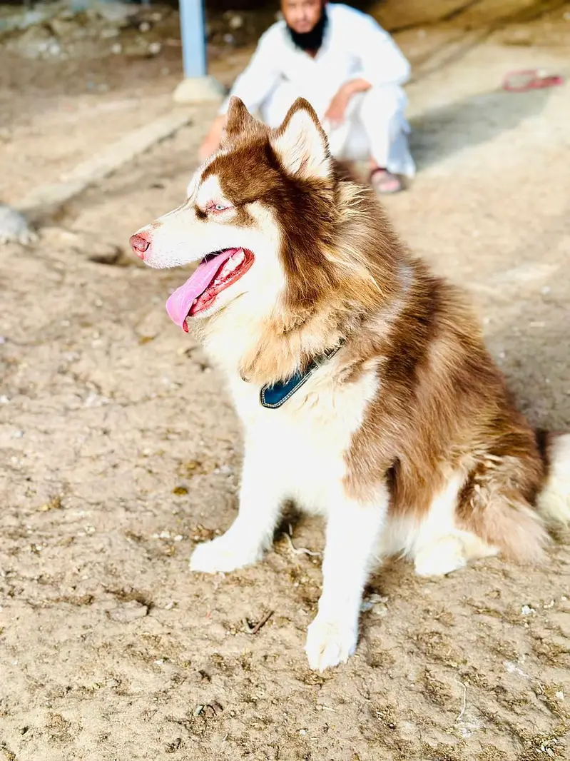 husky Male — photo 2