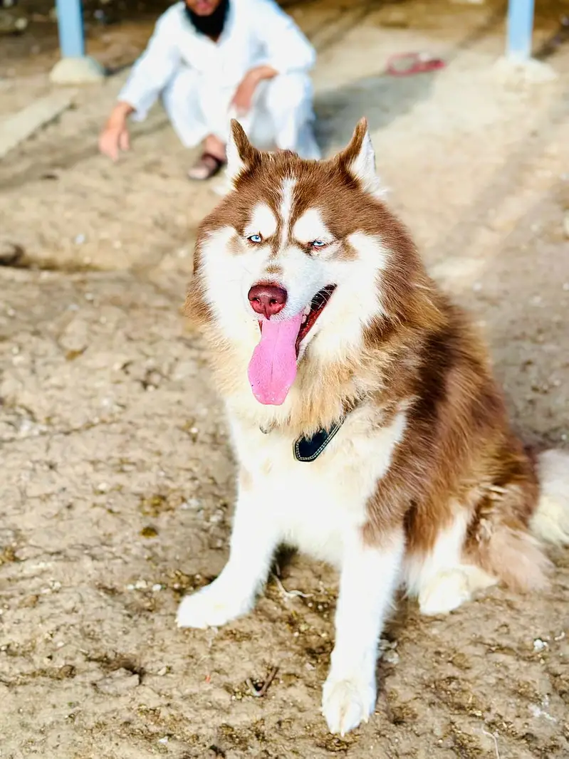 husky Male — photo 3
