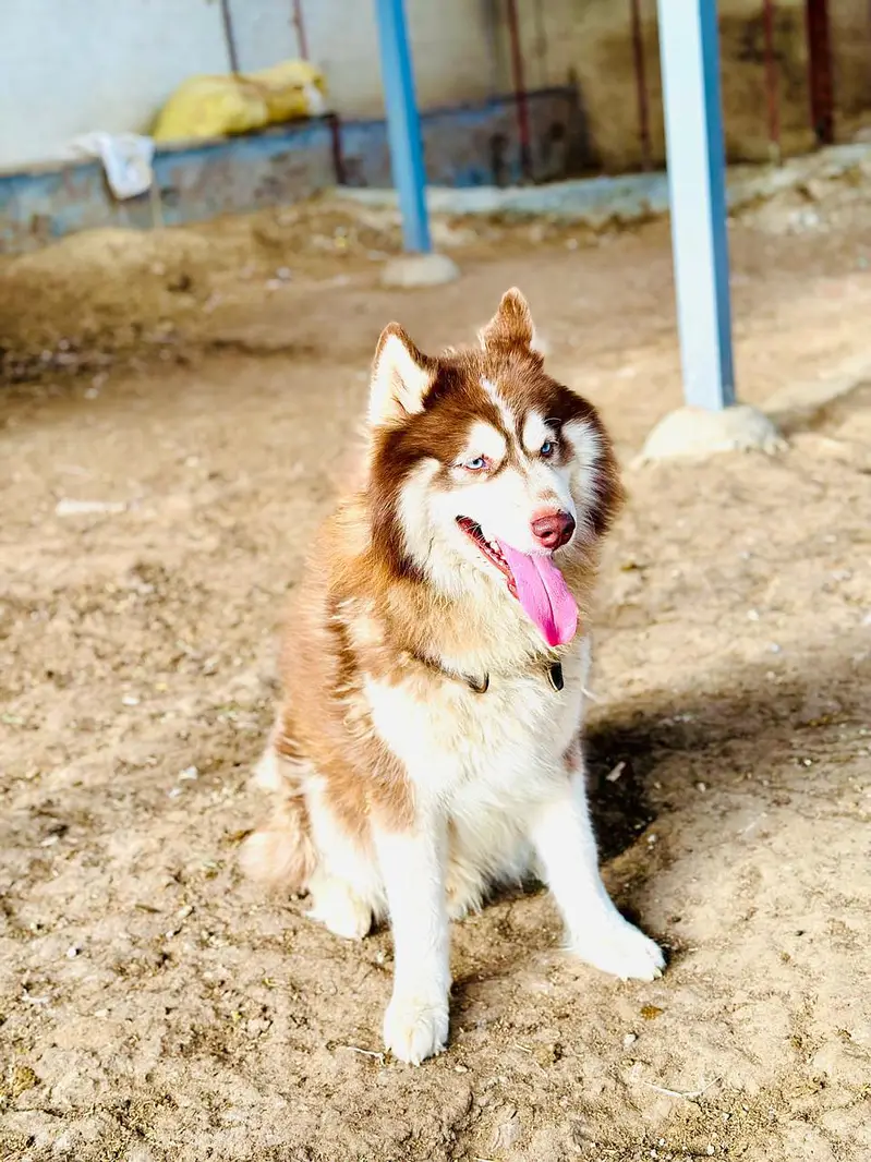 husky Male — photo 4