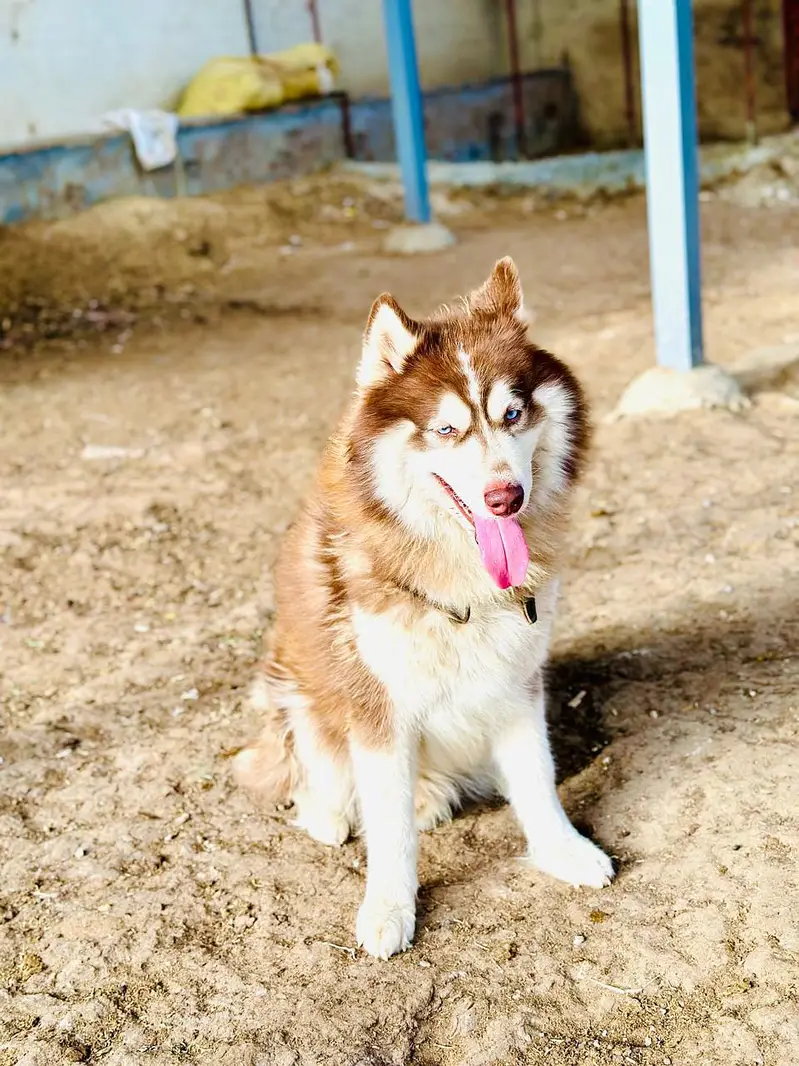 husky Male — photo 5