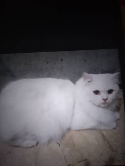 White cat h