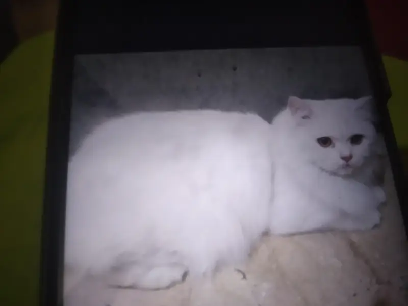 White cat h — photo 2