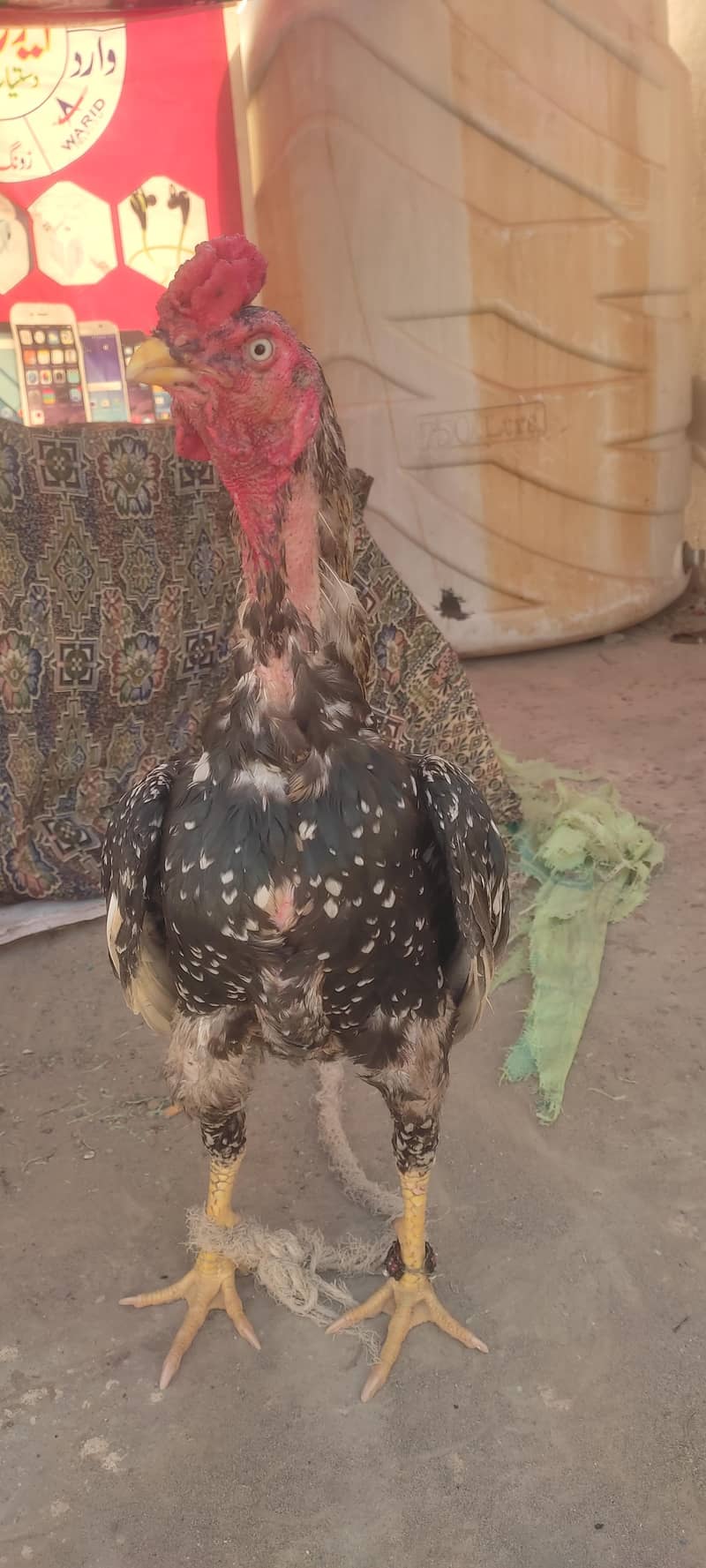 aseel murga 5