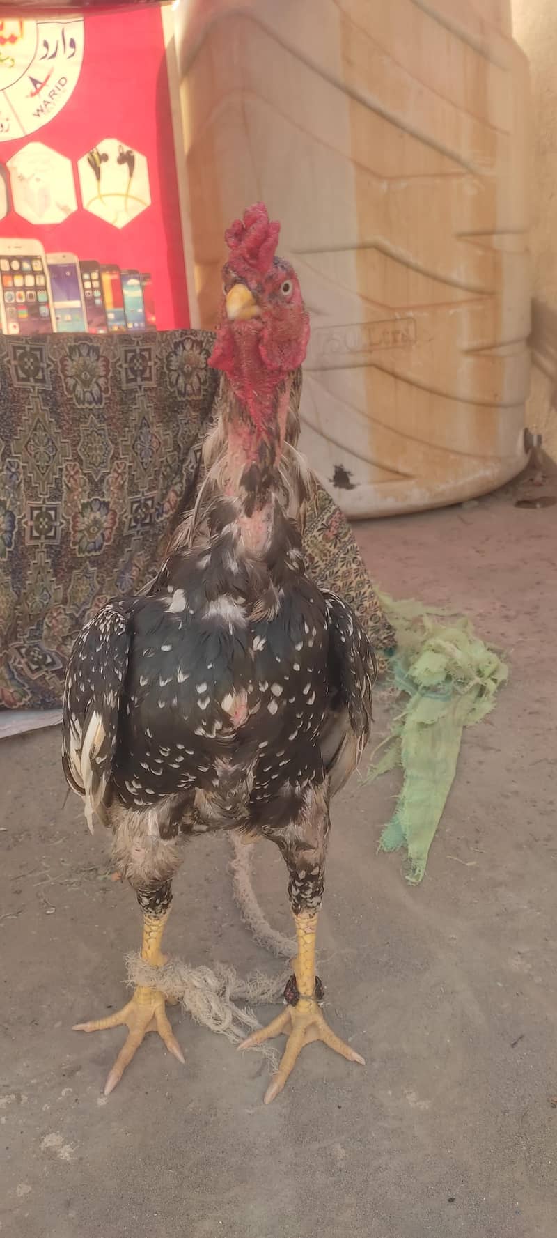 aseel murga 7