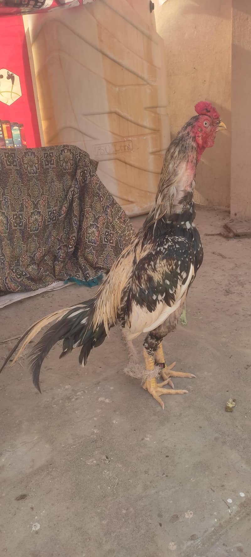 aseel murga 9