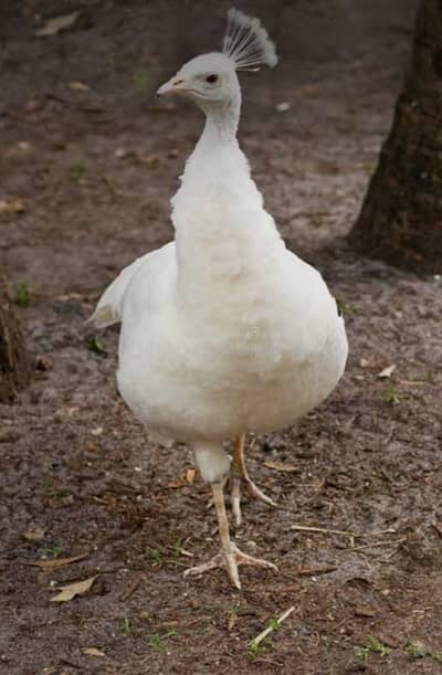 white peahen