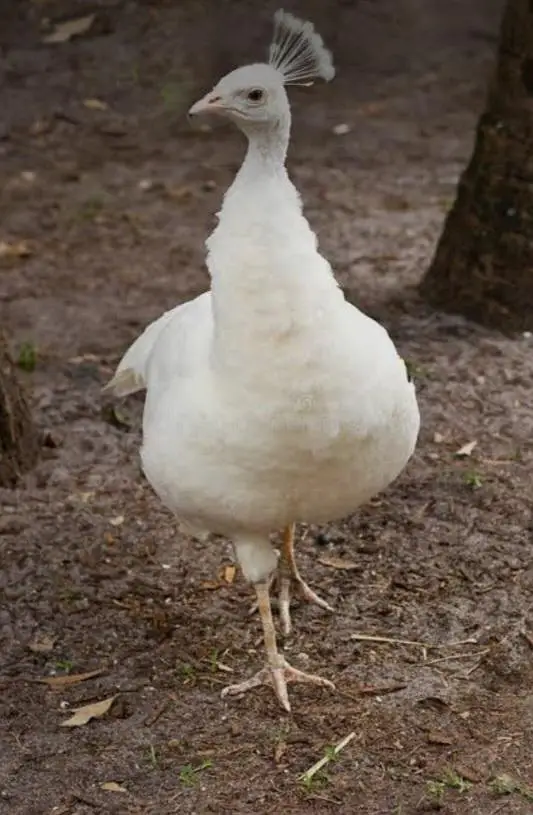 white peahen