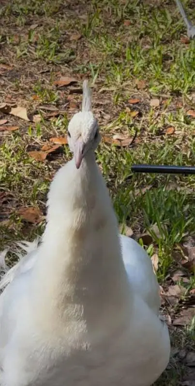 white peahen — photo 2