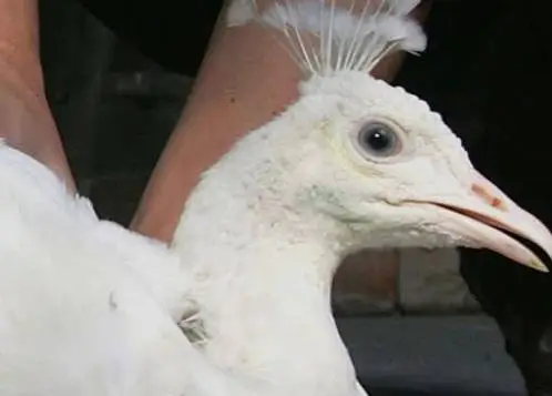 white peahen — photo 3