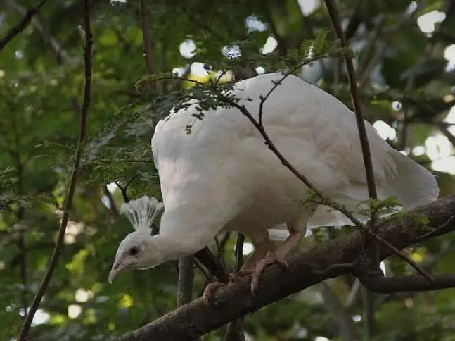 white peahen — photo 4