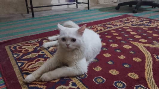 Male Persian