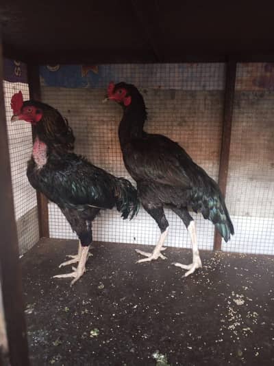 Aseel Hen for sale