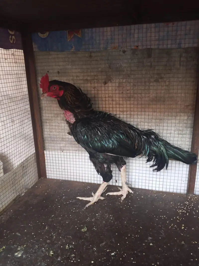Aseel Hen for sale — photo 2