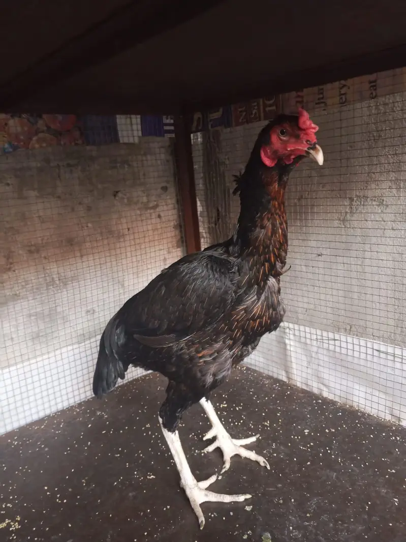 Aseel Hen for sale — photo 3