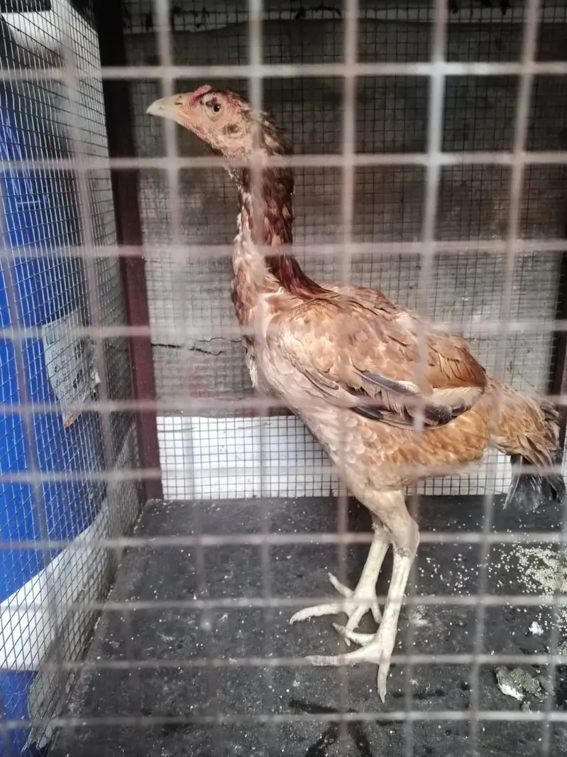 Aseel Hen for sale — photo 4