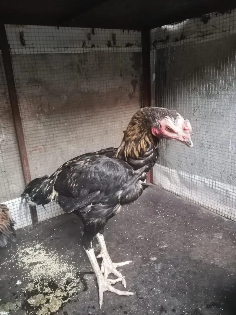 Aseel Hen for sale — photo 5