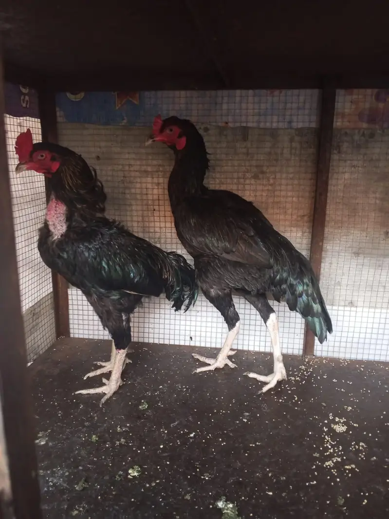 Aseel Hen for sale — photo 6