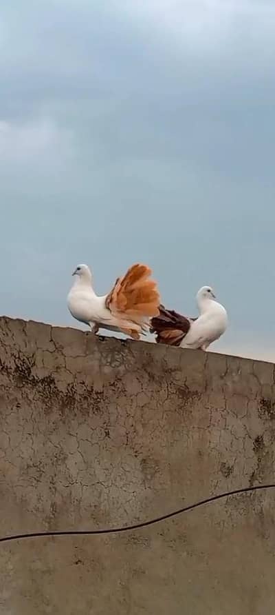 Brown faintail breeder pair
