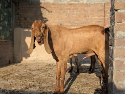 Breeder Bakra for Sale
