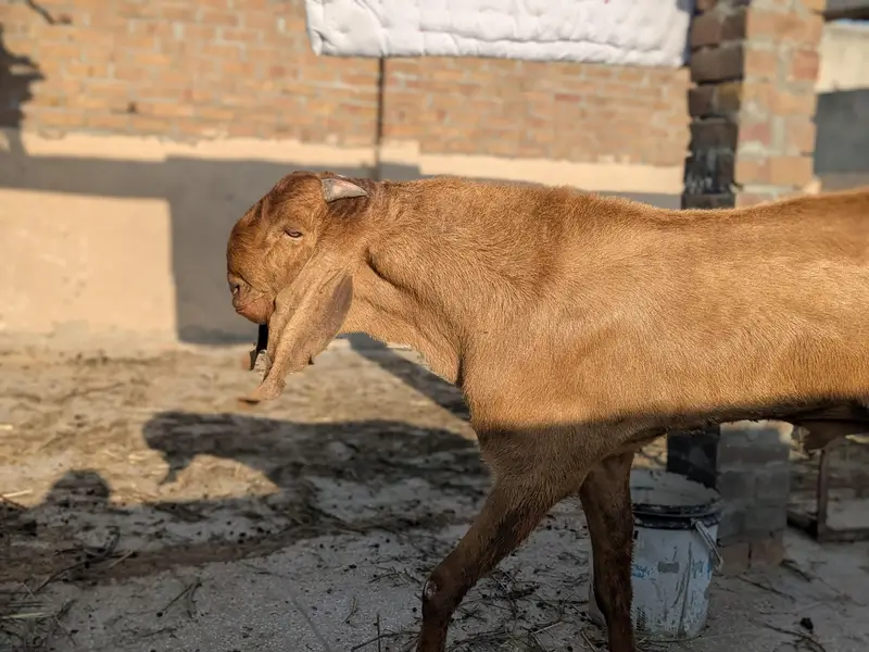 Breeder Bakra for Sale — photo 2