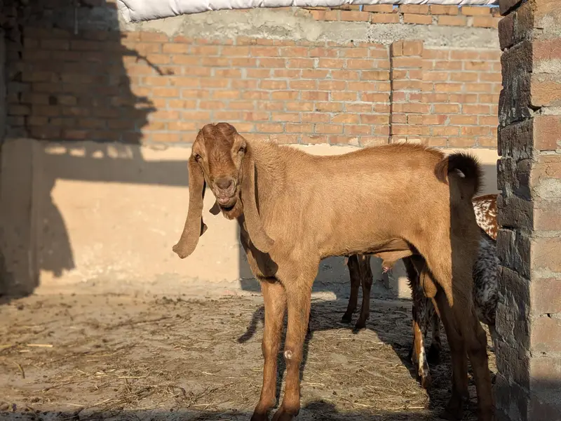 Breeder Bakra for Sale — photo 3