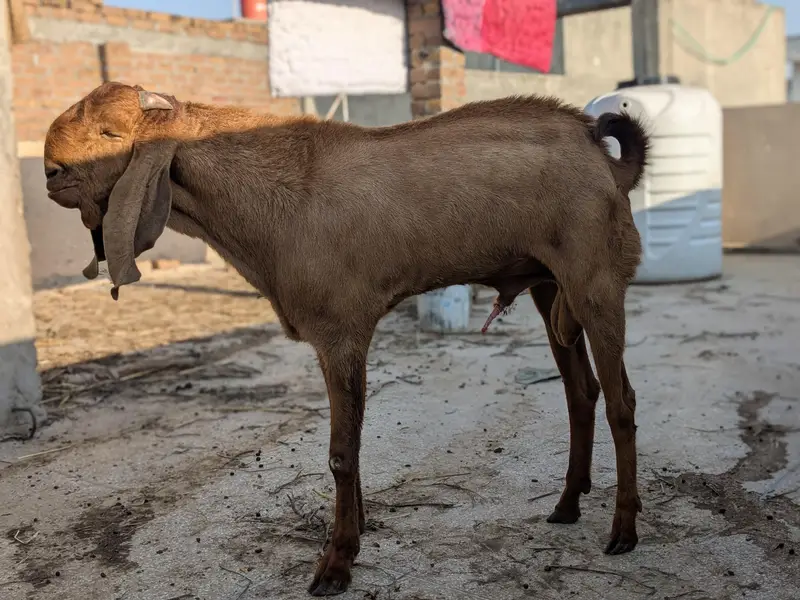 Breeder Bakra for Sale — photo 4