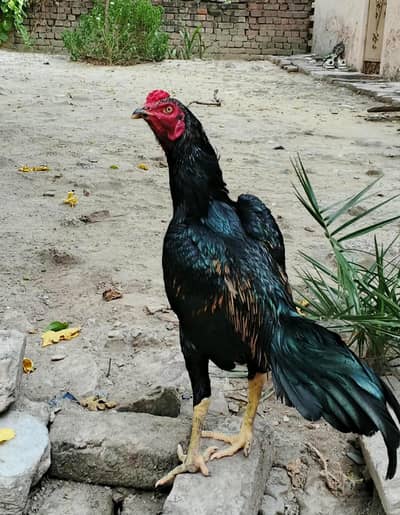 MIANWALI ASEEL