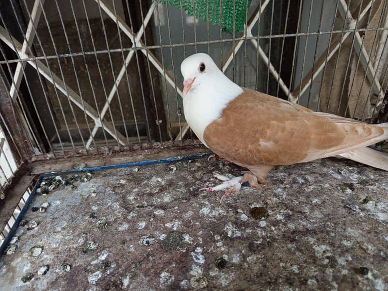 Karbalai pathay 3