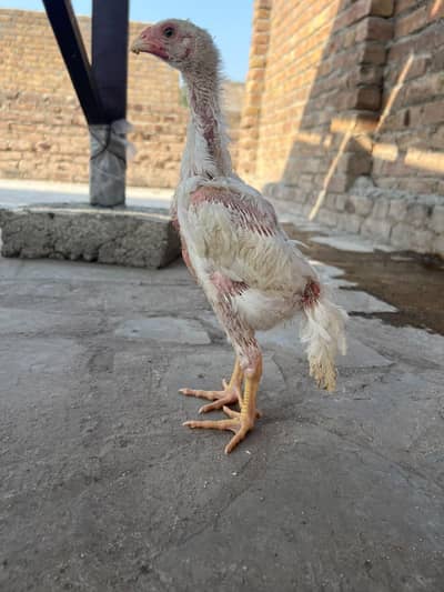 original shamo chick pair