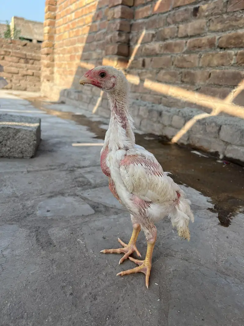 original shamo chick pair — photo 2