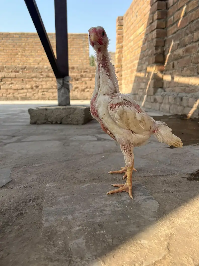 original shamo chick pair — photo 3