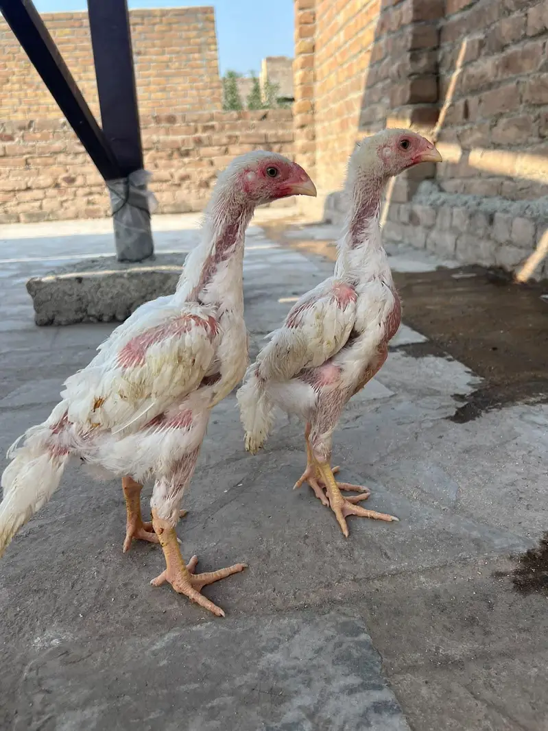 original shamo chick pair — photo 4