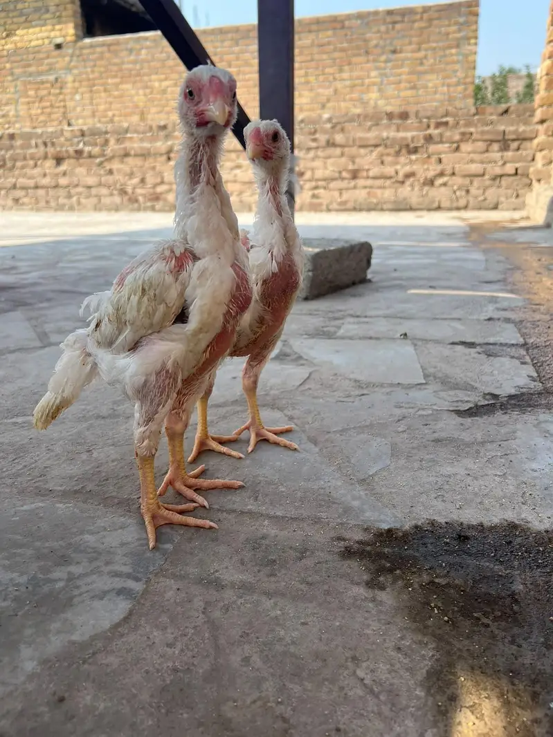 original shamo chick pair — photo 5