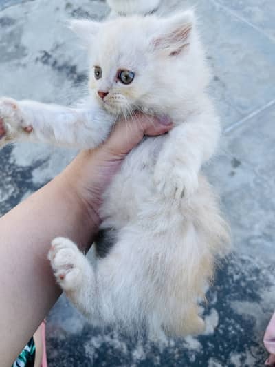 Persian kitten for sale triple coat