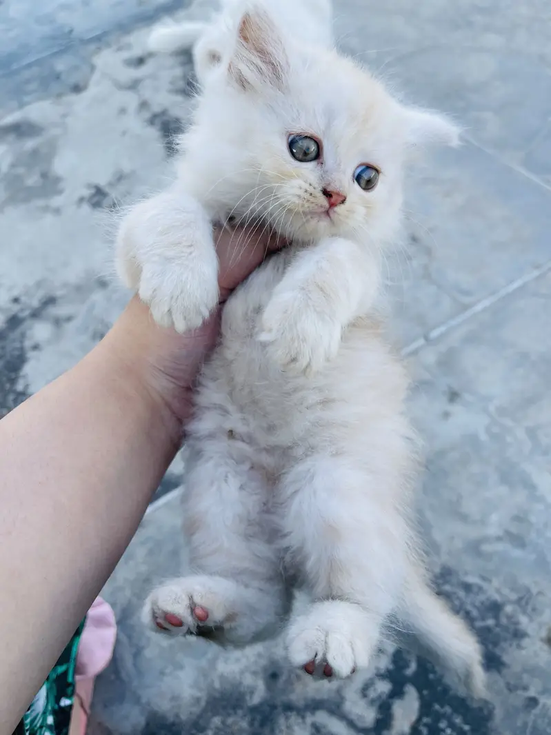 Persian kitten for sale triple coat — photo 2
