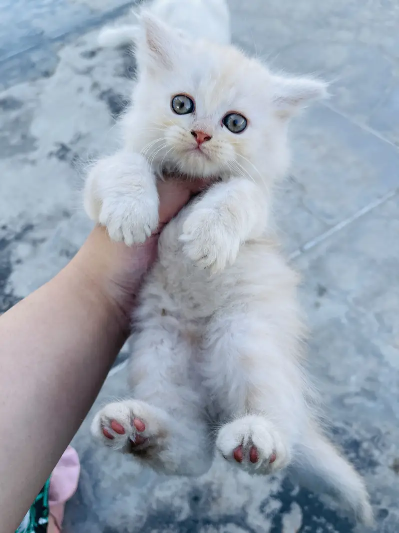 Persian kitten for sale triple coat — photo 3
