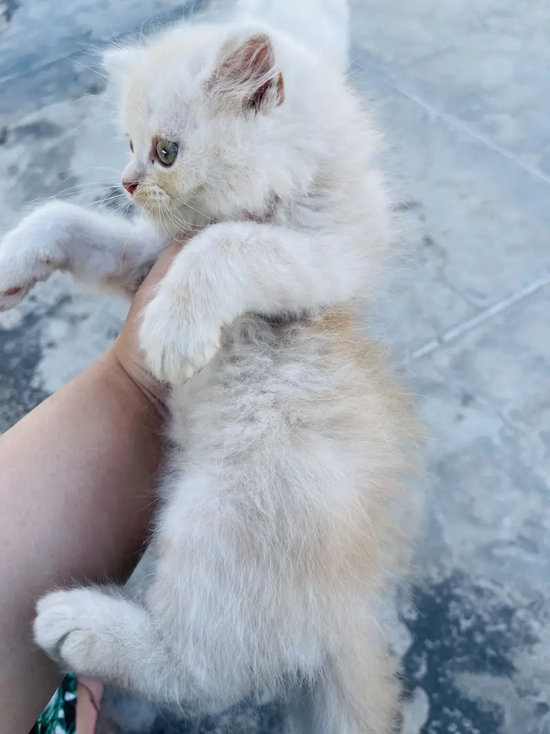 Persian kitten for sale triple coat — photo 4