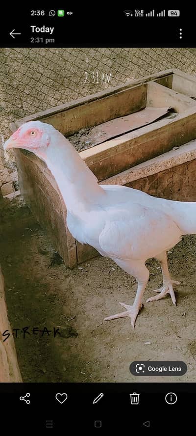 Hira Aseel Quality
