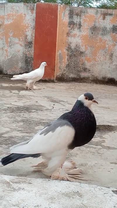 Ghubara (Pouter) pigeon breeder pair