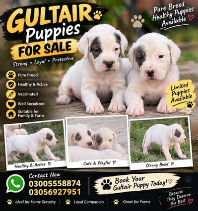 gultair pups for sale