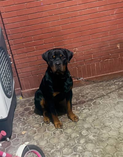 for sale