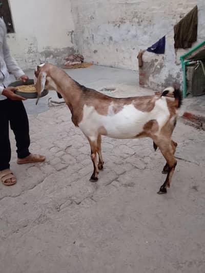 Goats 3 gabban confirm