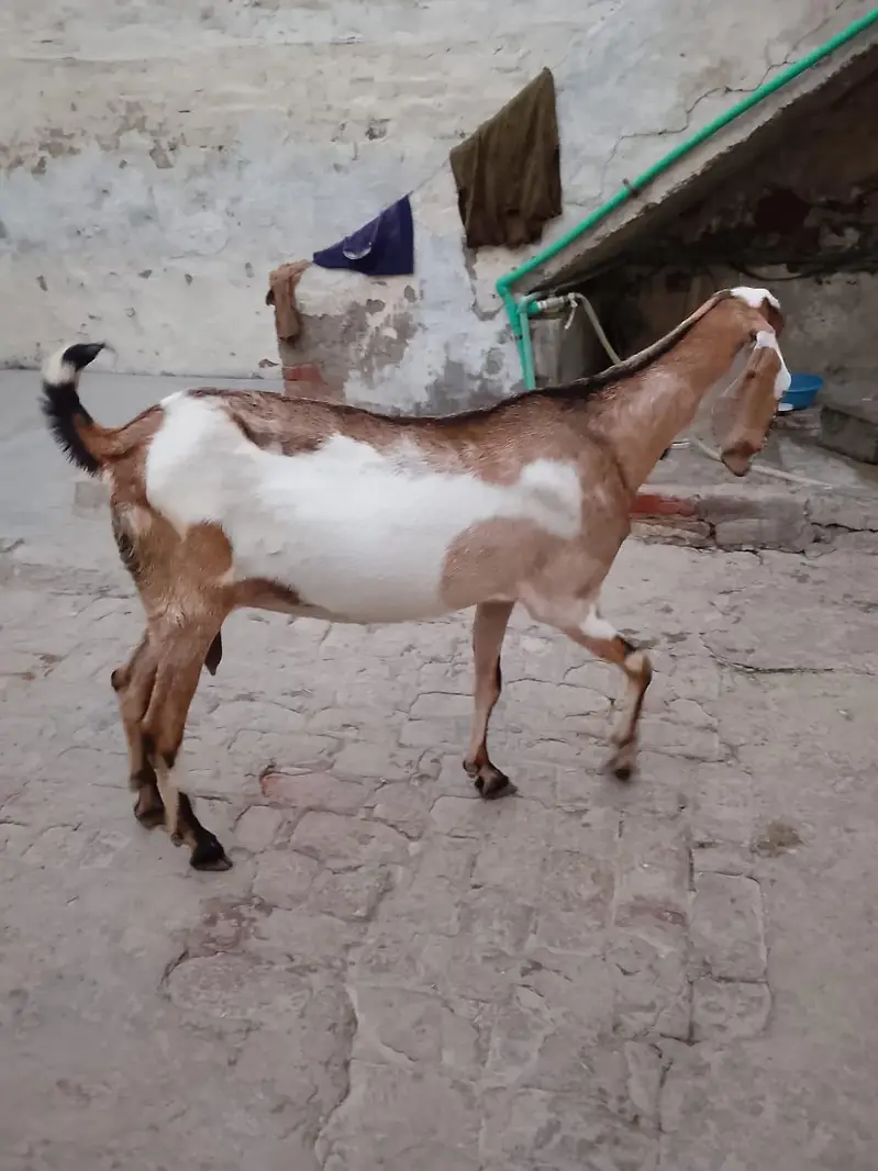 Goats 3 gabban confirm — photo 2