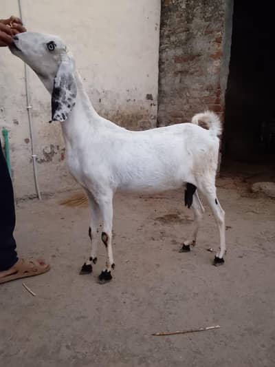Goats 3 gabban confirm