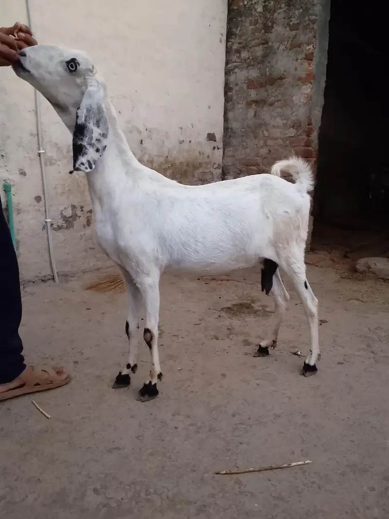 Goats 3 gabban confirm — photo 3