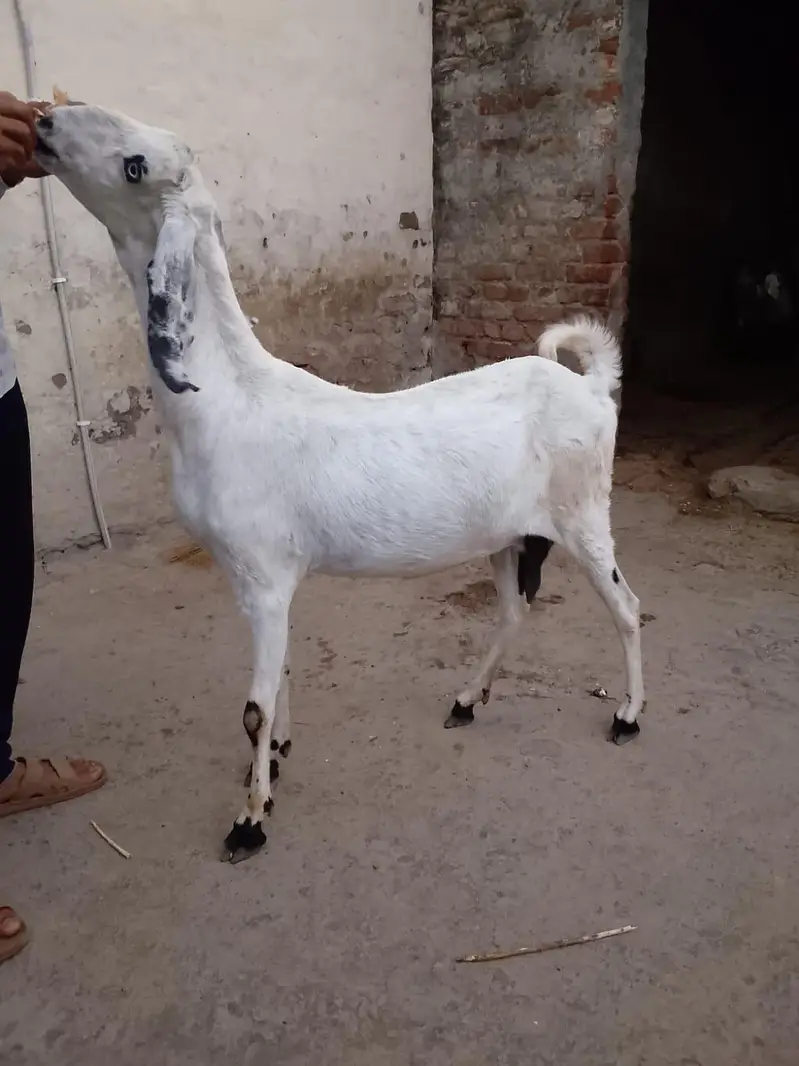 Goats 3 gabban confirm — photo 4