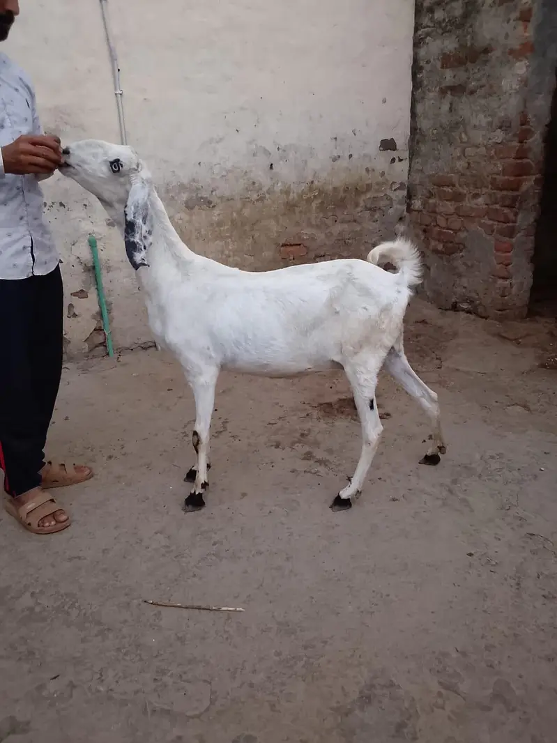 Goats 3 gabban confirm — photo 5